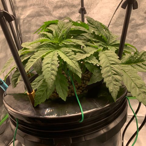 White Window growlog timeline photo