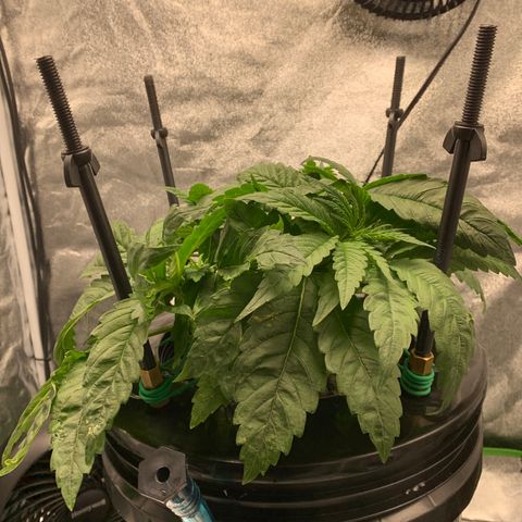 White Window growlog timeline photo