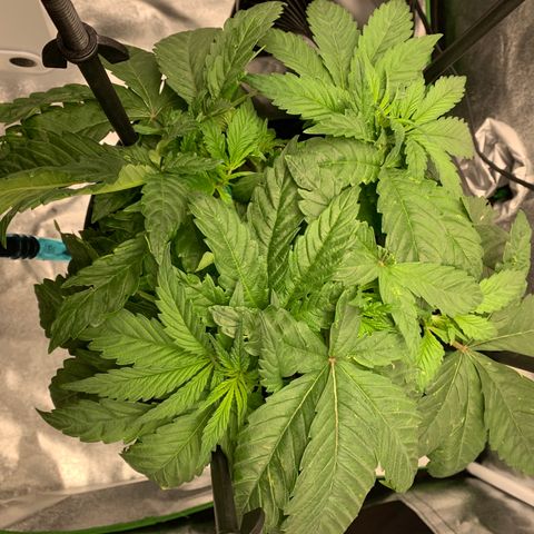 White Window growlog timeline photo