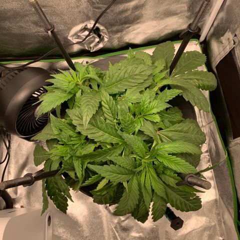 White Window growlog timeline photo