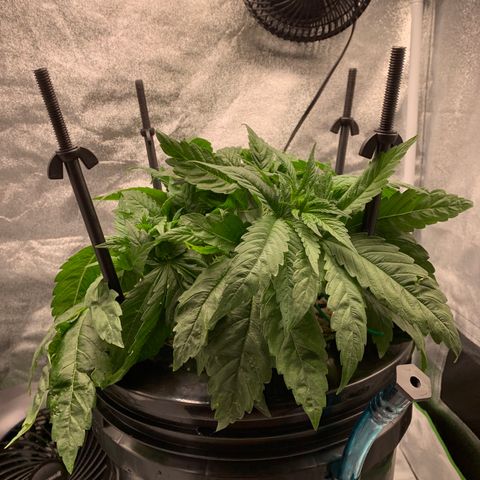 White Window growlog timeline photo