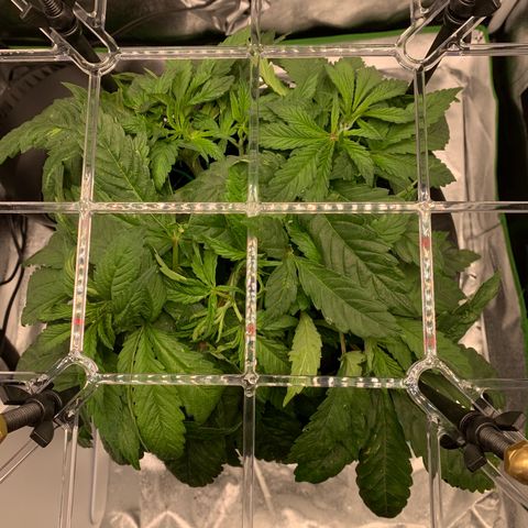 White Window growlog timeline photo