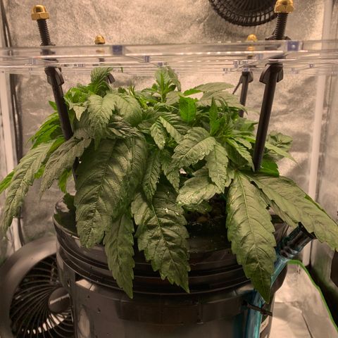 White Window growlog timeline photo