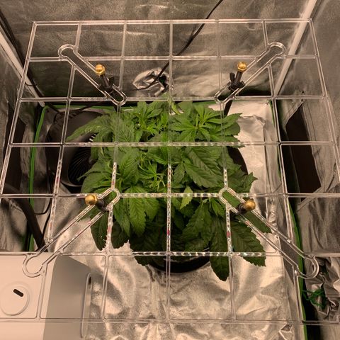 White Window growlog timeline photo