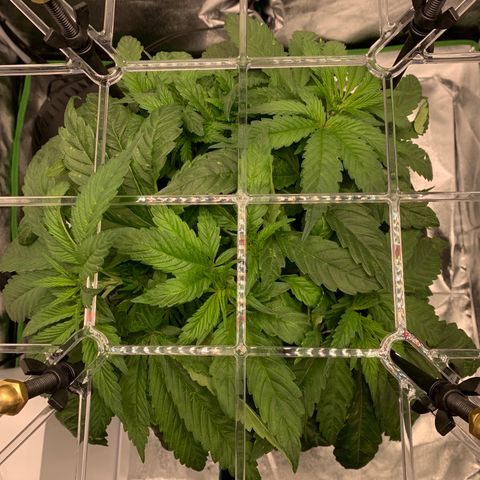 White Window growlog timeline photo