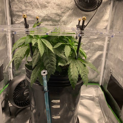 White Window growlog timeline photo