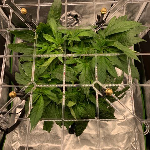 White Window growlog timeline photo