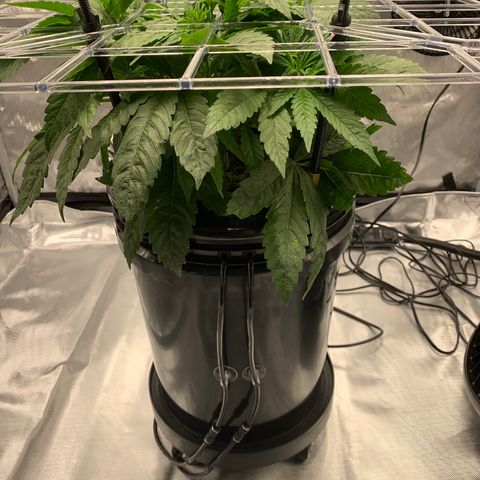 White Window growlog timeline photo