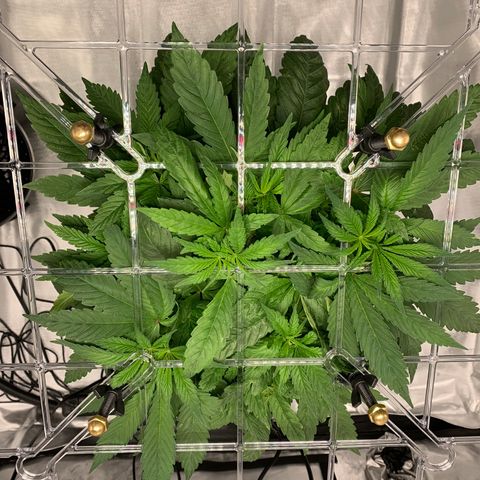 White Window growlog timeline photo
