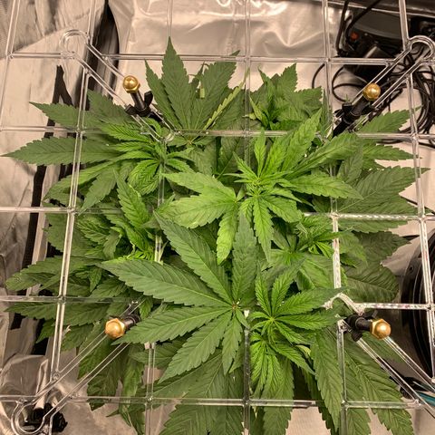White Window growlog timeline photo