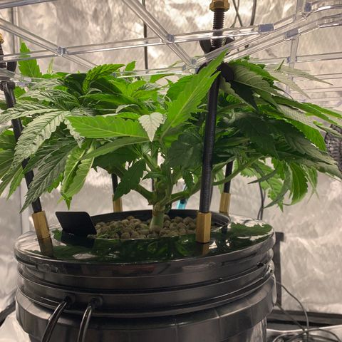 White Window growlog timeline photo