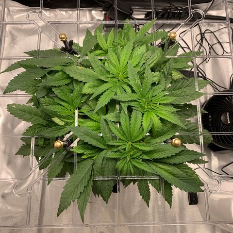 White Window growlog timeline photo
