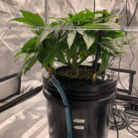 White Window growlog timeline photo