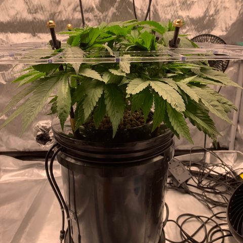 White Window growlog timeline photo