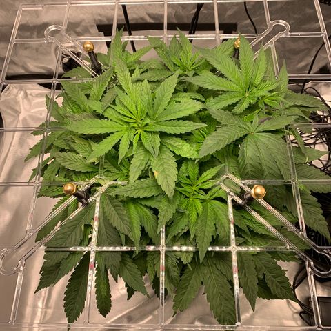 White Window growlog timeline photo