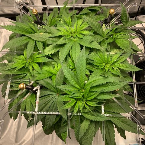 White Window growlog timeline photo