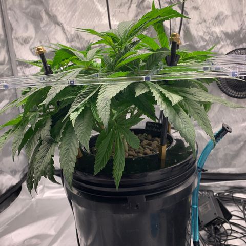 White Window growlog timeline photo