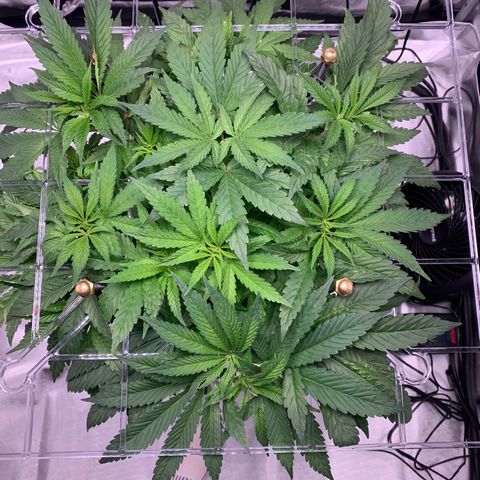 White Window growlog timeline photo