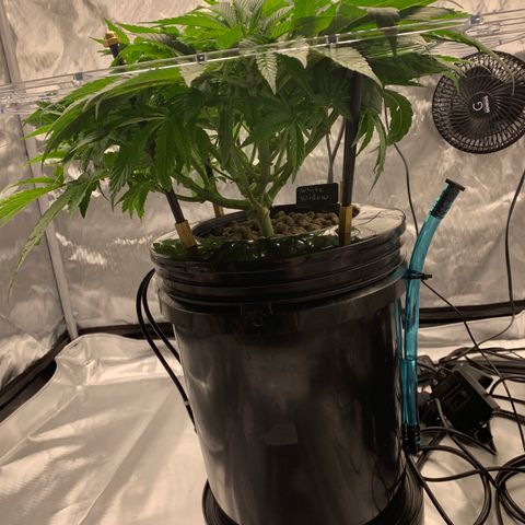 White Window growlog timeline photo
