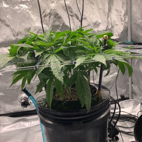 White Window growlog timeline photo
