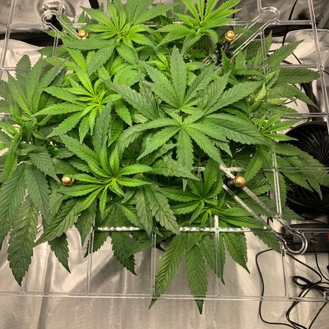 White Window growlog timeline photo