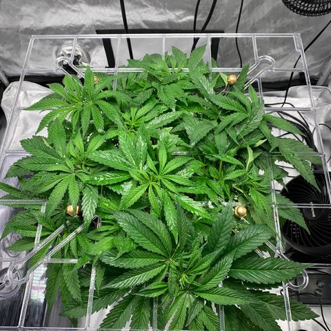 White Window growlog timeline photo