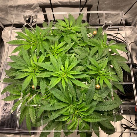 White Window growlog timeline photo