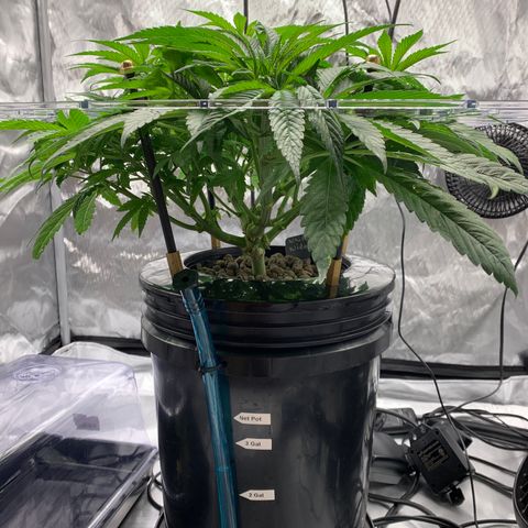 White Window growlog timeline photo