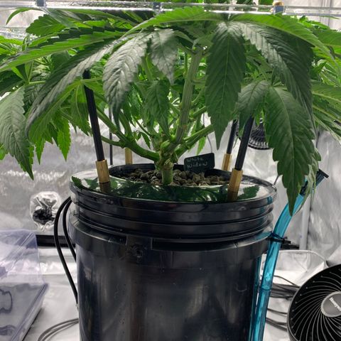 White Window growlog timeline photo