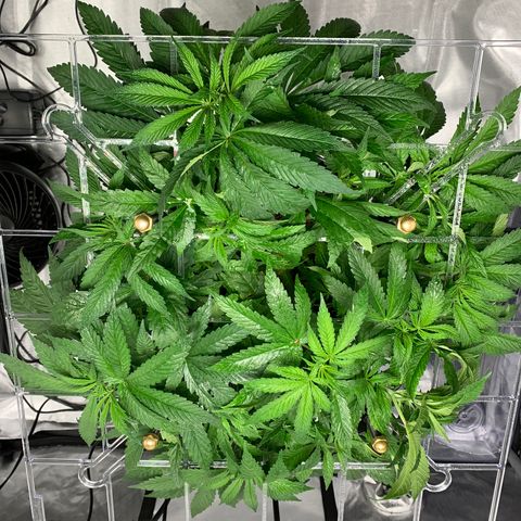 White Window growlog timeline photo