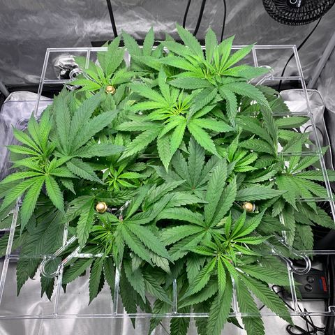 White Window growlog timeline photo
