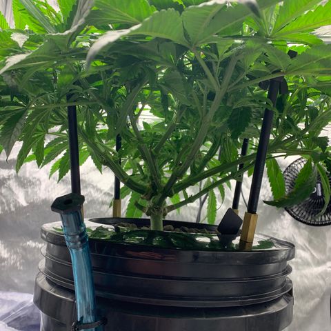White Window growlog timeline photo