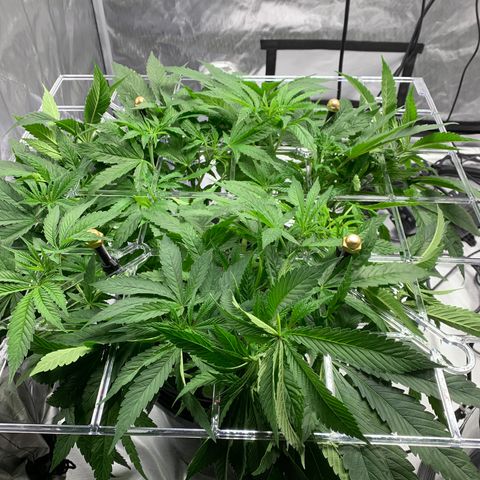White Window growlog timeline photo