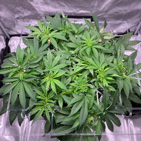 White Window growlog timeline photo