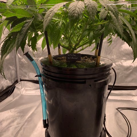 White Window growlog timeline photo