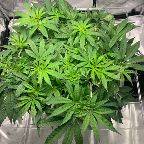 White Window growlog timeline photo