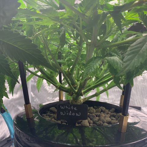 White Window growlog timeline photo