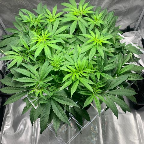 White Window growlog timeline photo