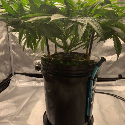 White Window growlog timeline photo