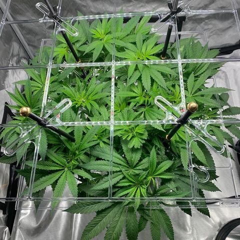 White Window growlog timeline photo
