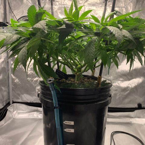 White Window growlog timeline photo