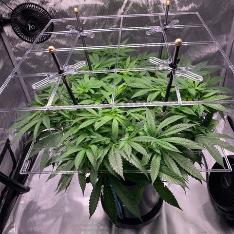 White Window growlog timeline photo