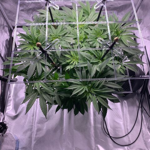 White Window growlog timeline photo