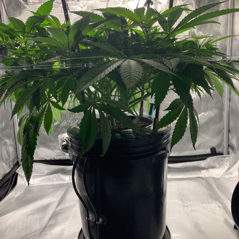 White Window growlog timeline photo