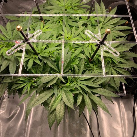 White Window growlog timeline photo