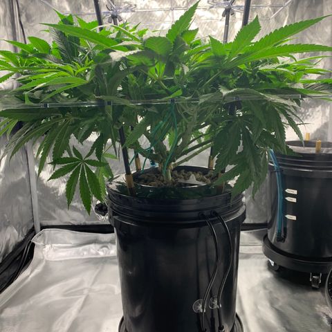 White Window growlog timeline photo