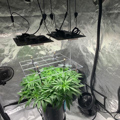 White Window growlog timeline photo