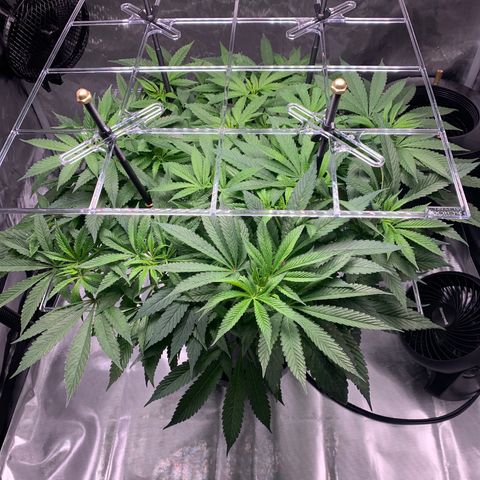 White Window growlog timeline photo