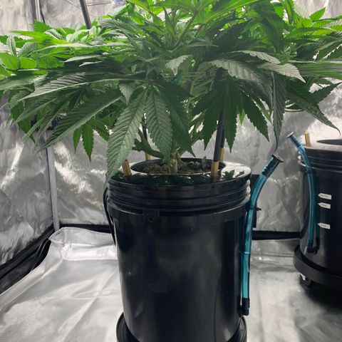 White Window growlog timeline photo