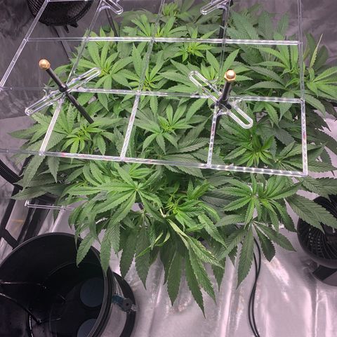White Window growlog timeline photo
